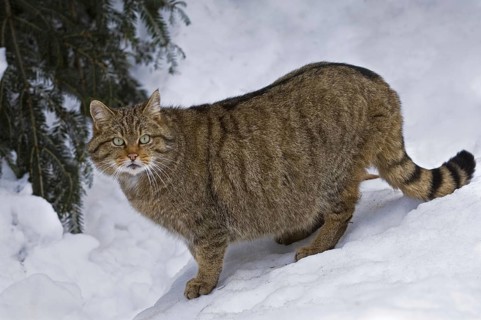 European wildcat (Felis silvestris silvestris) walking in the snow in winter