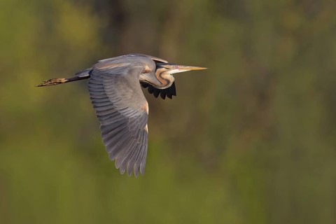 Purple Heron (Ardea purpurea) flying, Baden-Wuerttemberg, Germany