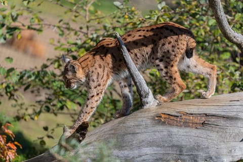 One Eurasian lynx, (Lynx lynx), walking down a fallen tree. Side view with green vegetation in the
