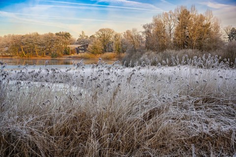 Winter hoarfrost at Ahlhorn fish ponds, Ahlhorn fish ponds, Ahlhorn, Lower Saxony, Germany