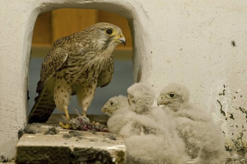 Common Kestrel (Falco tinnunculus) juvenile, Saxony, Germany