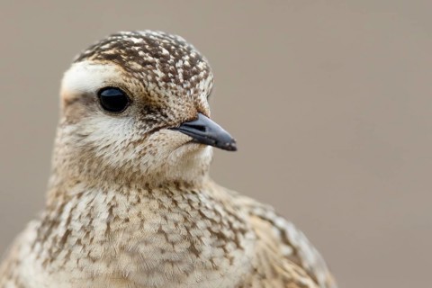Eurasian Dotterel (Charadrius morinellus), Asturias, Spain