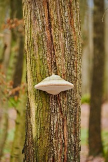 Tinder fungus (Fomes fomentarius) growing an a tree trunk, Forest, Slovakia
