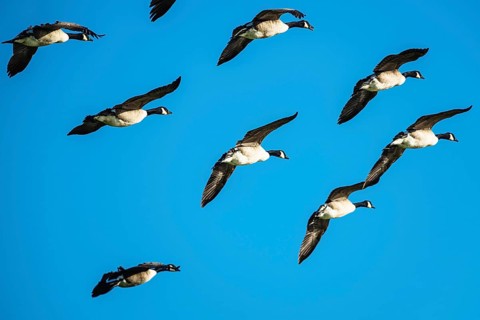 Canada Goose, Branta Canadensis, birds in flight over marshes