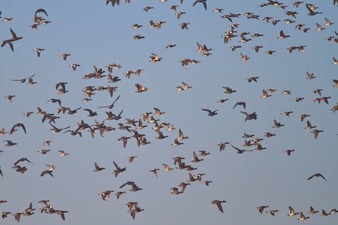 Eurasian Wigeon (Mareca penelope) flying, Netherlands