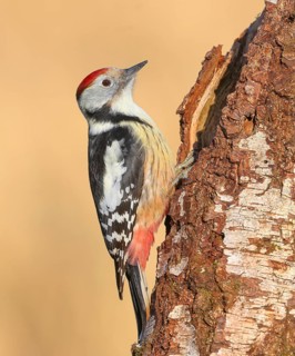 Middle spotted woodpecker (Dendrocopos medius), on a birch tree, wildlife, woodpeckers, bird,