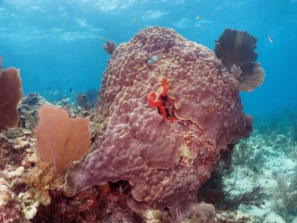 A large mountainous star coral (Orbicella faveolata) in an underwater landscape with bright