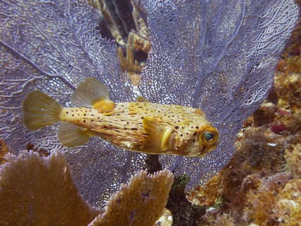A brown spotted hogfish (Diodon holocanthus) swimming in front of a purple Venus fan (Gorgonia