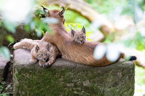 Lynx (Lynx lynx) captive Germany
