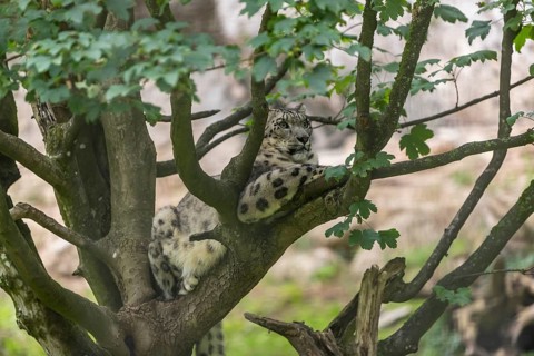 One adult snow leopard (Panthera uncia) resting high up in a tree with mountains in the distant