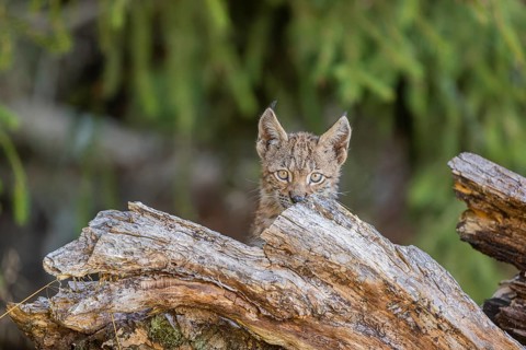 One young (10 weeks old) male Eurasian lynx, (Lynx lynx), hiding in a rotten tree