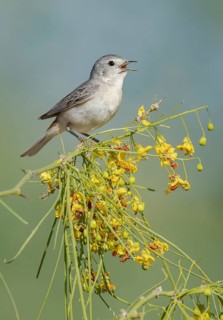 Lucy's Warbler (Leiothlypis luciae) singing, perched on a flowering branch, Arizona, USA