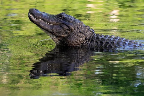Mississippi Alligator (Alligator mississippiensis), pike alligator, adult, friendly, portrait,
