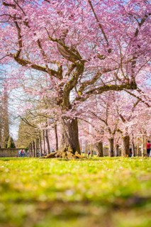 Majestic cherry tree with pink blossoms spreads out in spring, cherry blossom garden, Schwetzingen