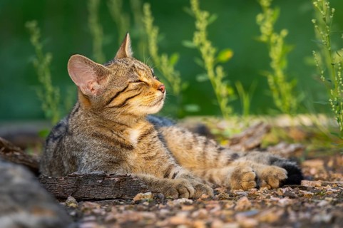 European wildcat (Felis silvestris silvestris) lying on the ground, Hesse, Germany