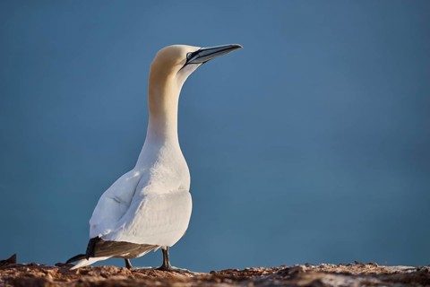 Northern gannet (Morus bassanus) standing on the cliff with the sea in the background, wildlife,