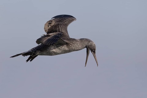 Northern Gannet (Morus bassanus) juvenile calling in flight, North Sea, Germany