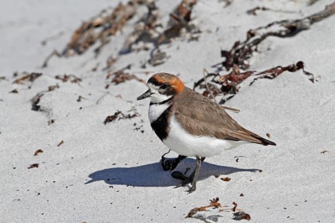Double-banded Plover (Charadrius bicinctus), Falkland Islands