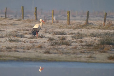 White Stork (Ciconia ciconia), North Rhine-Westphalia, Germany