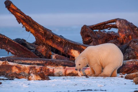 Polar bear (Ursus maritimus), standing in the snow in front of whale bones, evening light, pack