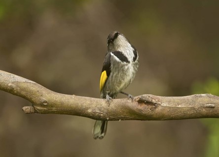 Crescent Honeyeater (Phylidonyris pyrrhopterus), Tasmania, Australia
