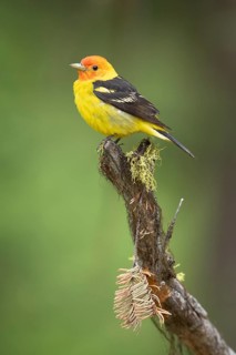 Western Tanager (Piranga ludoviciana) male perched on a branch, British Columbia, Canada