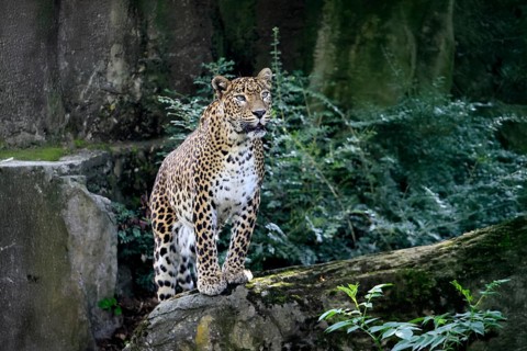 Sri Lanka Leopard (Panthera pardus kotiya), adult, on rocks, alert, Sri Lanka