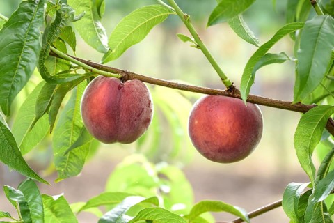 Peach (Prunus persica 'Royal Gem'), Baum- und Rebschule Schreiber KG, Federal Republic of Germany