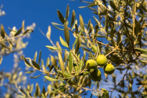 Olives ripen on the olive tree (Olea europaea), Tuscany, Italy