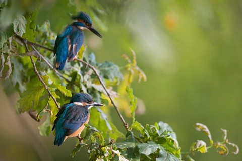 Common Kingfisher (Alcedo atthis) adult and juvenile perched on a branch, North Rhine-Westphalia,
