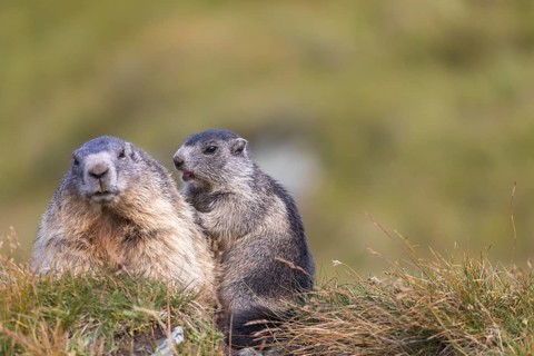 One adult Alpine Marmot, Marmota marmota, and one young marmot grooming each other. Green grass in