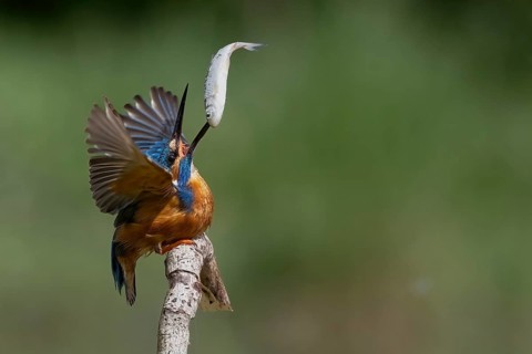 A kingfisher with open wings catches a fish in flight