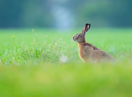 European hare (Lepus europaeus) sitting in a grain field, wildlife, Thuringia, Germany