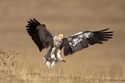 Egyptian Vulture (Neophron percnopterus) flying, Castile-La Mancha, Spain