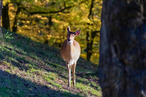 One female Manchurian sika deer or Dybowski's sika deer (Cervus nippon mantchuricus or Cervus