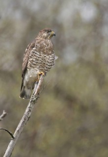 Broad-winged Hawk (Buteo platypterus), Ohio, USA
