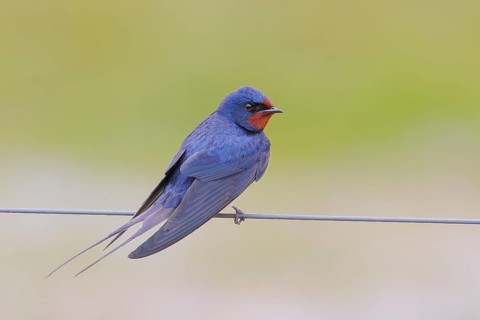 Barn Swallow (Hirundo rustica) sitting on a wire, wildlife, animals, birds, swallows, migratory