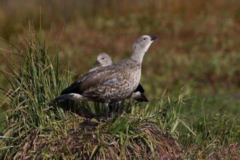 Blue-winged Goose (Cyanochen cyanoptera) pair, Bale Mountains National Park, Ethiopia