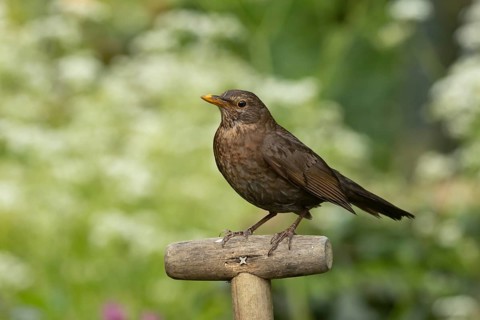 European blackbird (Turdus merula) adult female bird on a garden fork handle, England, United