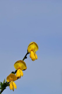 Flower of broom, common broom (Cytisus scoparius), yellow flowers in front of a blue sky,