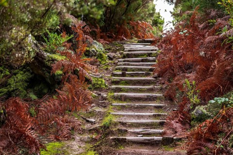 Wooden staircase leads through a forest full of ferns and moss, Madeira, Portugal