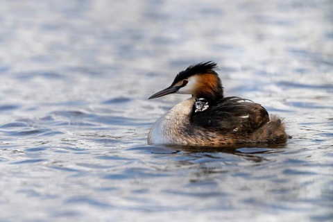 Great Crested Grebe (Podiceps scalloped ribbonfish), with chicks on its back, Vulkaneifel,