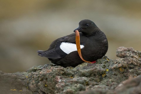 Black Guillemot (Cepphus grylle) perched on a rock, Iceland