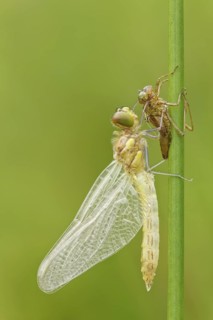 Libellenschlupf Blutrote Heidelibelle, Sympetrum sanguineum Dragonfly Hatch Ruddy Darter, Sympetrum