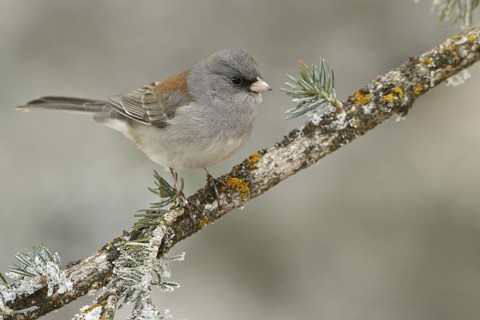 Grey-headed Junco (Junco hyemalis caniceps), New Mexico, USA