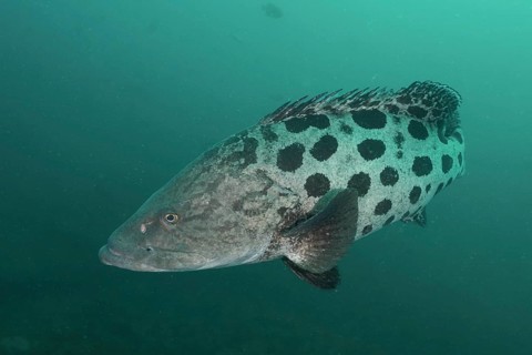 Potato grouper (Epinephelus tukula)