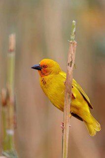 Eastern golden weaver (Ploceus subaureus), iSimangaliso Wetland Park, St. Lucia, KwaZulu-Natal,