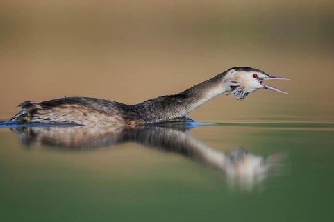 Great Crested Grebe (Podiceps cristatus), Thuringia, Germany