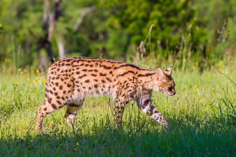 An adult serval, Leptailurus serval, runs across a green meadow