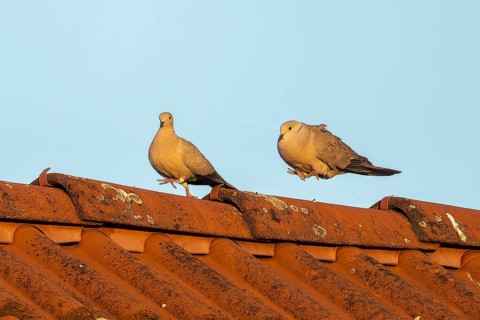 Two pigeons interacting on a tiled roof in diffuse blue light, Eurasian collared dove (Streptopelia